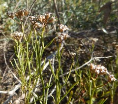 Ixodia achillaeoides