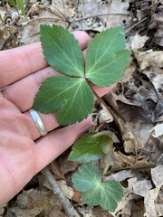 Sanicula smallii