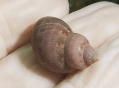 Phasianella ventricosa