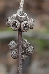 Eucalyptus quadrangulata