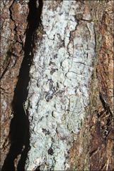 Pertusaria pertractata