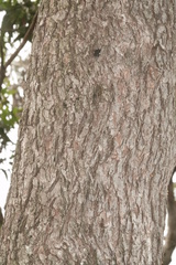 Eucalyptus quadrangulata