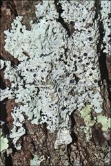 Physcia austrostellaris