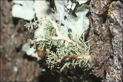 Usnea inermis
