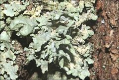 Ramalina inflata