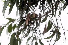 Eucalyptus quadrangulata