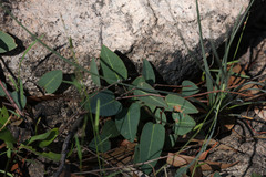 Hardenbergia violacea