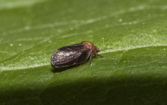 Pachypsylla celtidisgemma