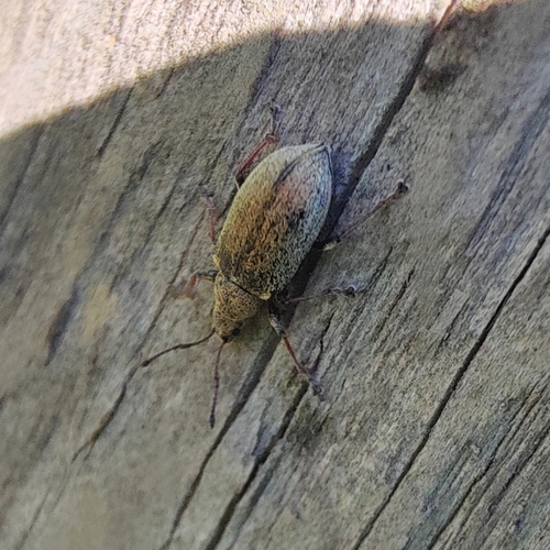 Common Leaf Weevil