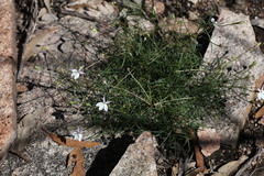 Lithotoma anethifolia