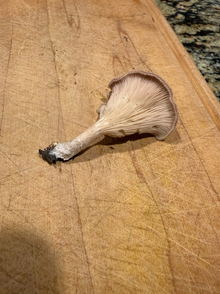 Hairy Oyster Mushroom · May 2026 · photo: Photo: (c) marciem, some rights reserved (CC BY) · iNaturalist