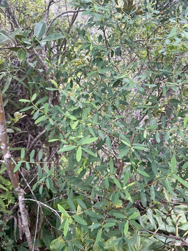 Euphorbia atrococca observed 2026-05-28