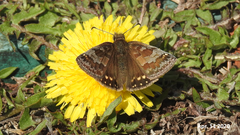 Erynnis montanus