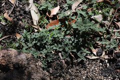 Opercularia hispida
