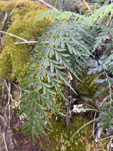 Asplenium aethiopicum observed 2026-05-28