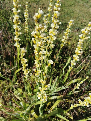 Sisyrinchium striatum