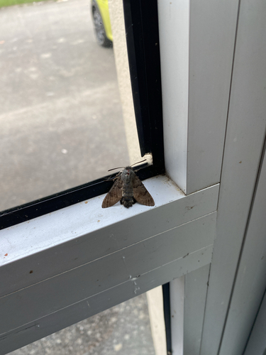 Eurasian Hummingbird Hawkmoth