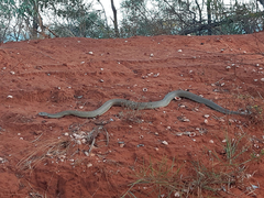 Pseudechis australis