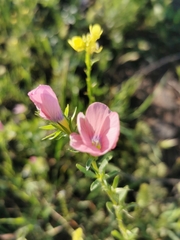 Linum pubescens