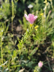 Linum pubescens
