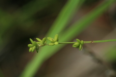 Carex loliacea