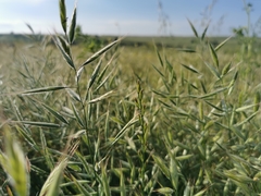 Bromus lanceolatus