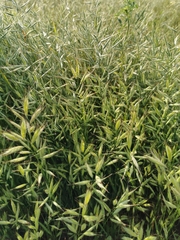 Bromus lanceolatus