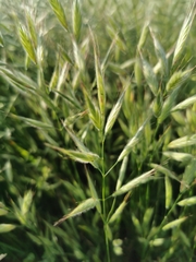 Bromus lanceolatus