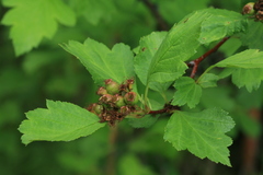 Crataegus dahurica