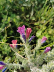 Echium judaeum