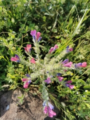 Echium judaeum