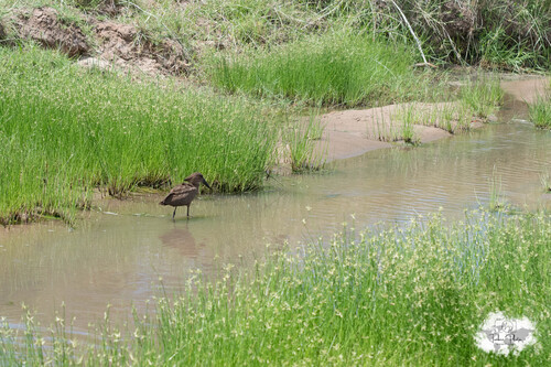 iNaturalist image