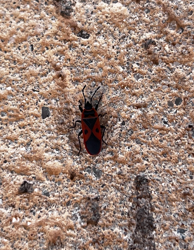 Mediterranean red bug