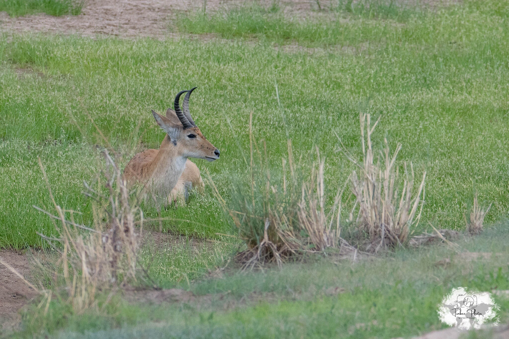Redunca redunca, Parc national de Tarangire, Tanzanie, by loustiboom