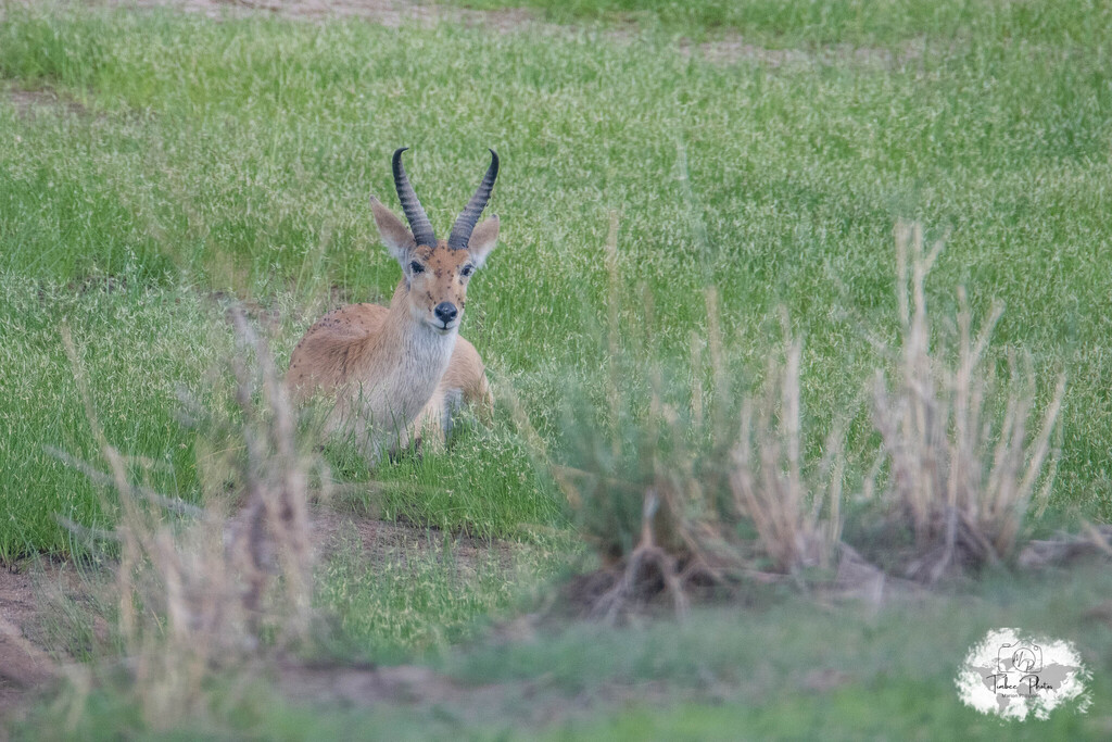Redunca redunca, Parc national de Tarangire, Tanzanie, by loustiboom