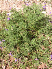 Solanum citrullifolium