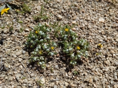 Eriophyllum pringlei