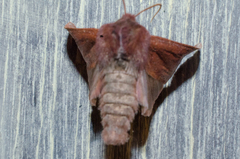 Orthosia transparens