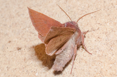 Orthosia transparens