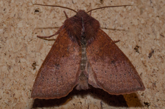 Orthosia transparens