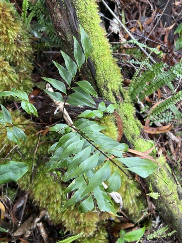 Asplenium polyodon, 2026-05-28