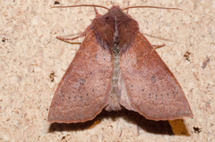 Orthosia transparens