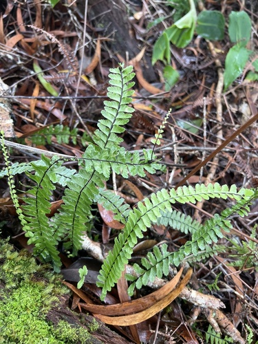 Asplenium normale observed 2026-05-28