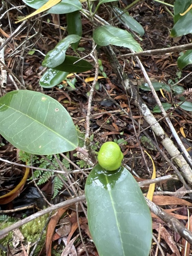 Melicope anisata observed 2026-05-28