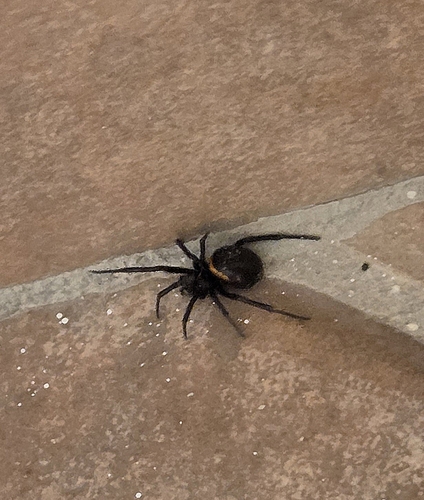 Mediterranean false black widow
