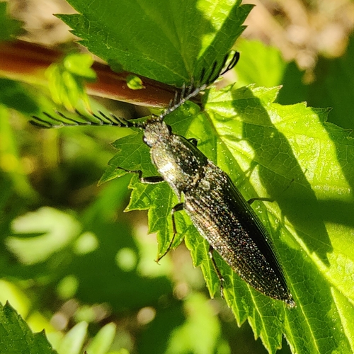 pectinate click beetle