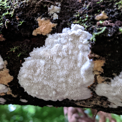 Dentipellicula leptodon