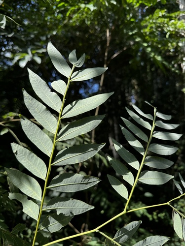 Dictyoloma vandellianum