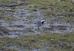 Motacilla alba