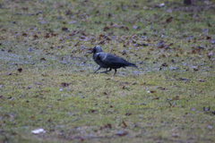 Corvus monedula